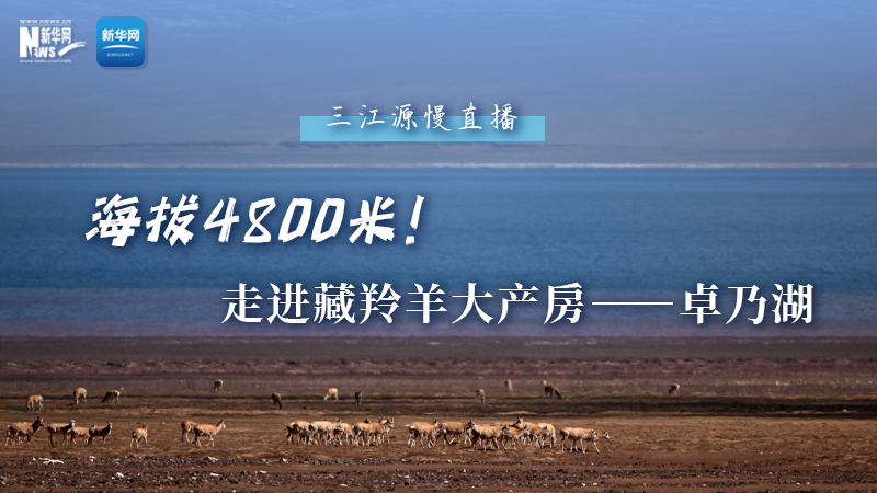大美中國(guó)｜海拔4800米！走進(jìn)藏羚羊大產(chǎn)房——卓乃湖