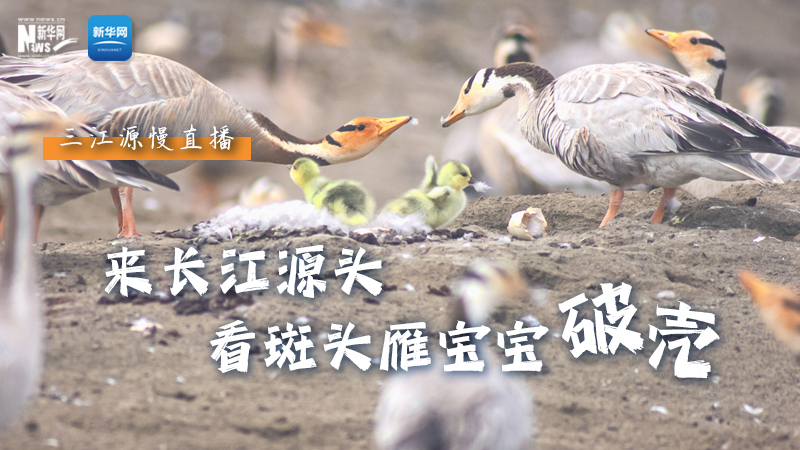 “萌主”當(dāng)家丨來(lái)長(zhǎng)江源頭，看斑頭雁寶寶破殼
