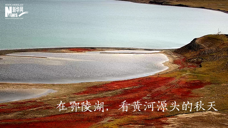 三江源慢直播丨在鄂陵湖，看黃河源頭的秋天