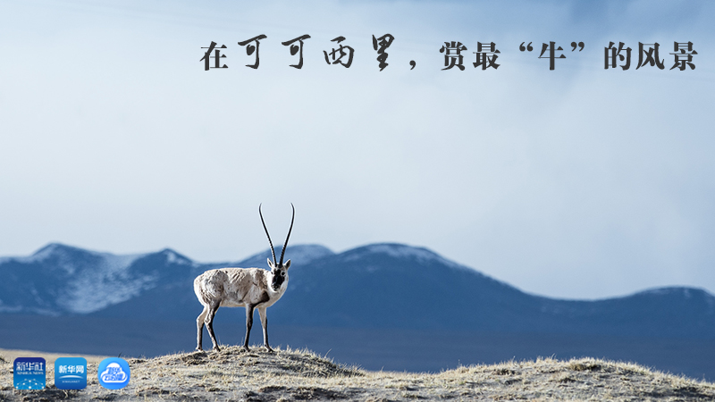 三江源慢直播丨在可可西里，賞最“牛”的美景
